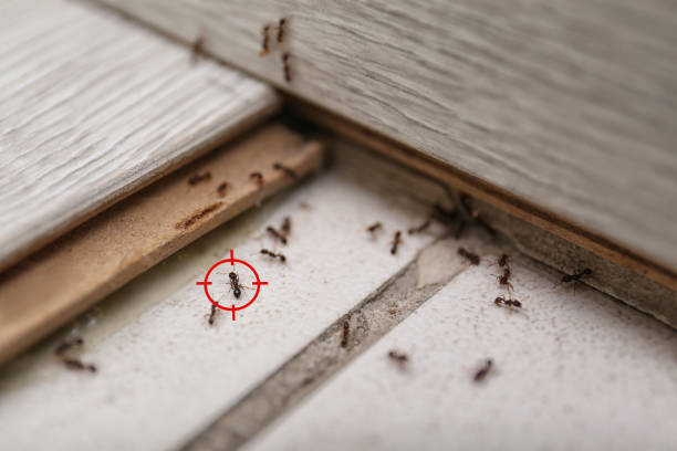 Best Flea Control Services  in Kaufman, TX
