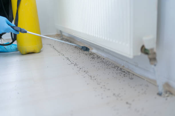 Best Termite Control Services  in Kaufman, TX